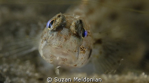 Really tiny Goby juvenile, taken with 10x subsee. by Suzan Meldonian 